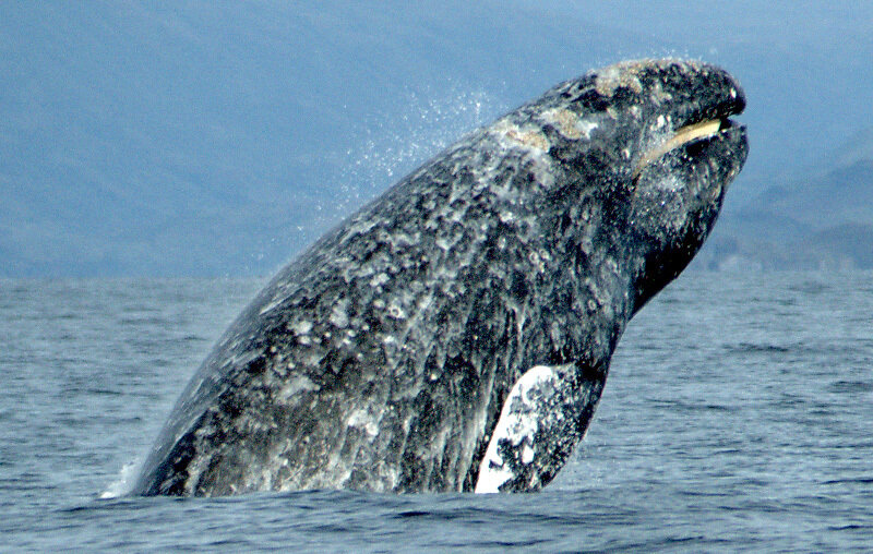 graywhale