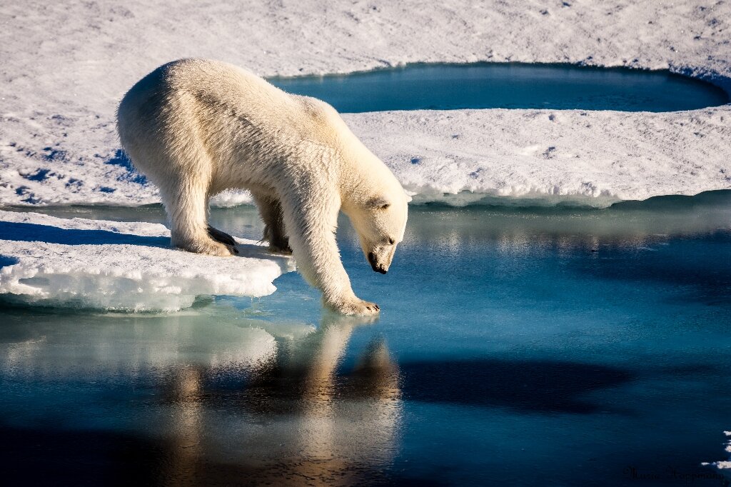 Problematic&#39; Greenland polar bear may be shot