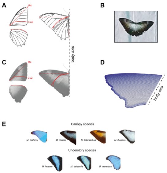 High-flying morpho butterflies evolved into efficient gliders