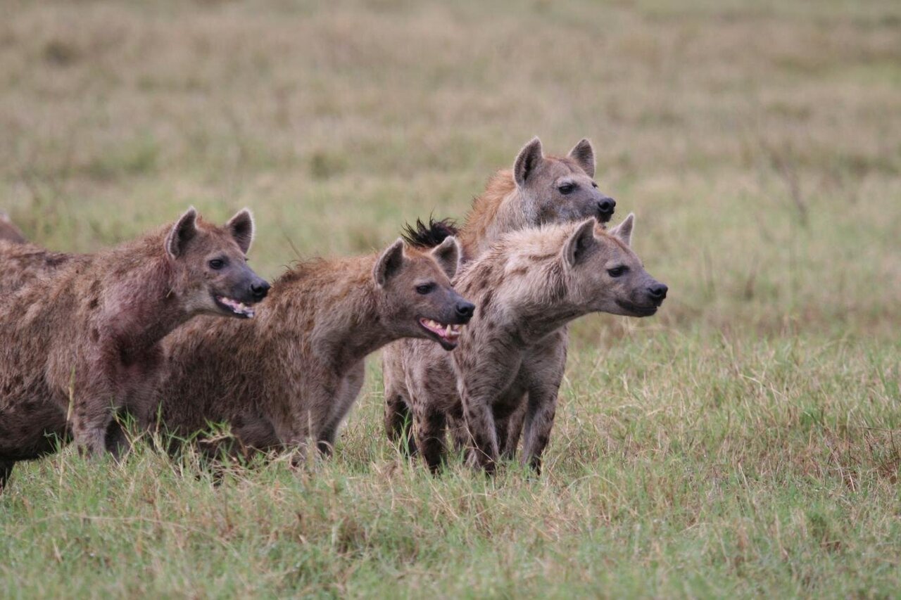 High-ranking male hyenas have better chances with females because they are  less 'stressed'