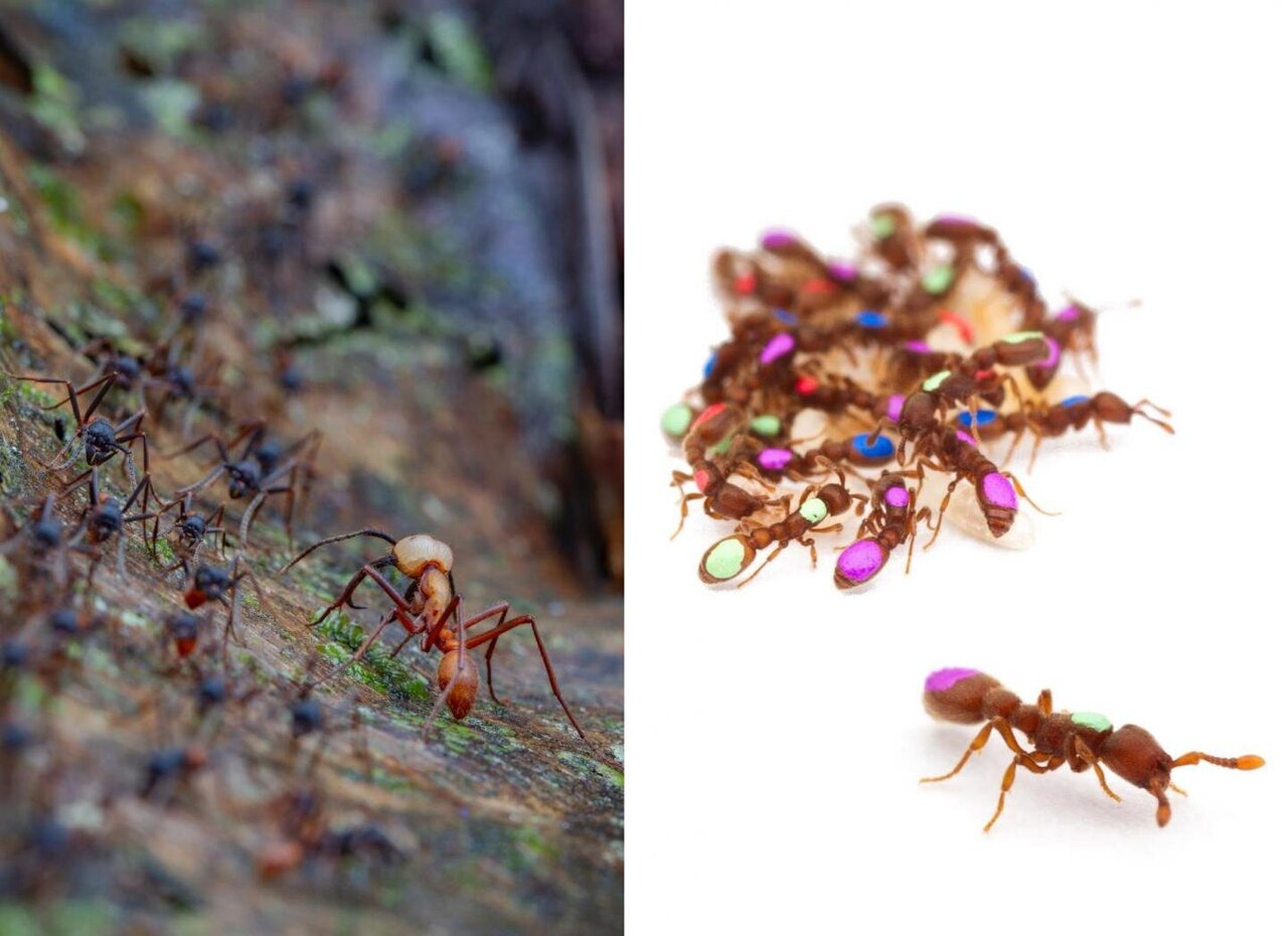 How army ants' iconic mass raids evolved