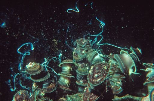 Photo of Comment se forment les îlots génétiques chez les mollusques marins ?
