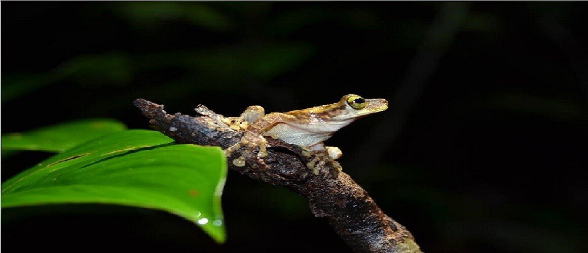 How habitat and reproduction influence the diversity and evolution of frogs