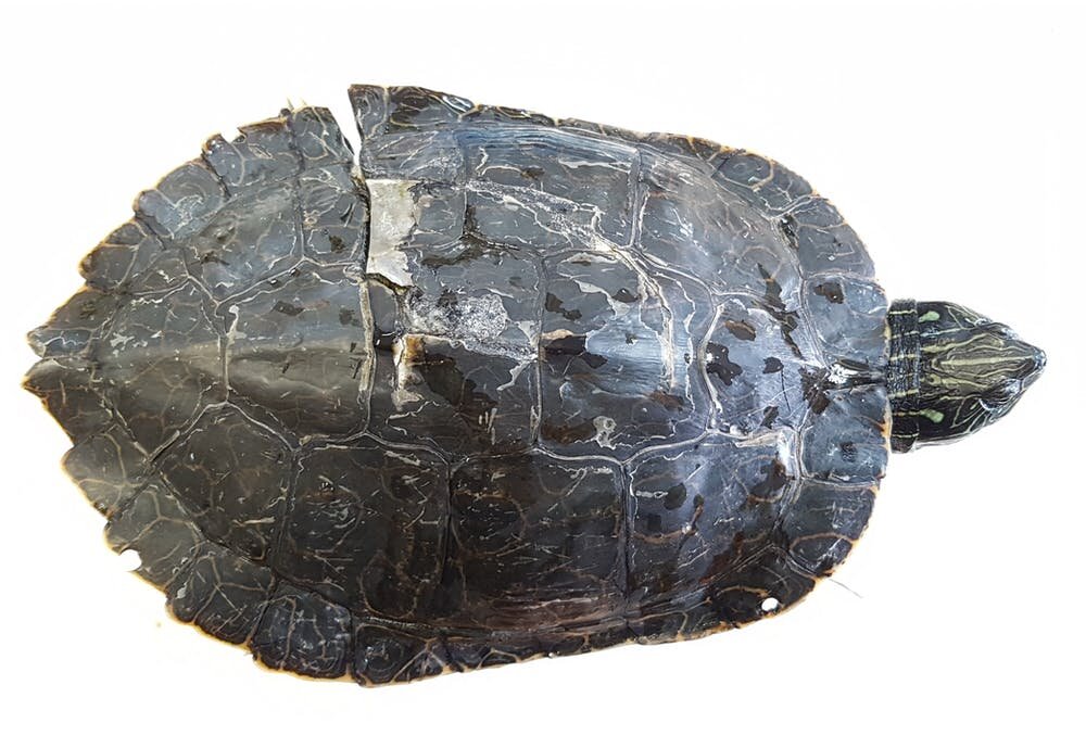 Left turtle. Platysternon megacephalum.