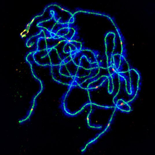How sex cells get the right genetic mix: An interdisciplinary approach solves a ..