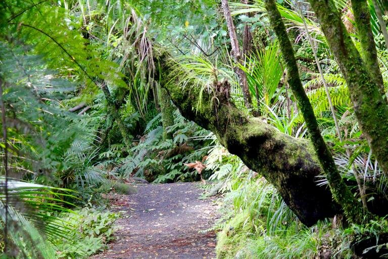 How to avoid harm to New Zealand's diverse native plants and animals