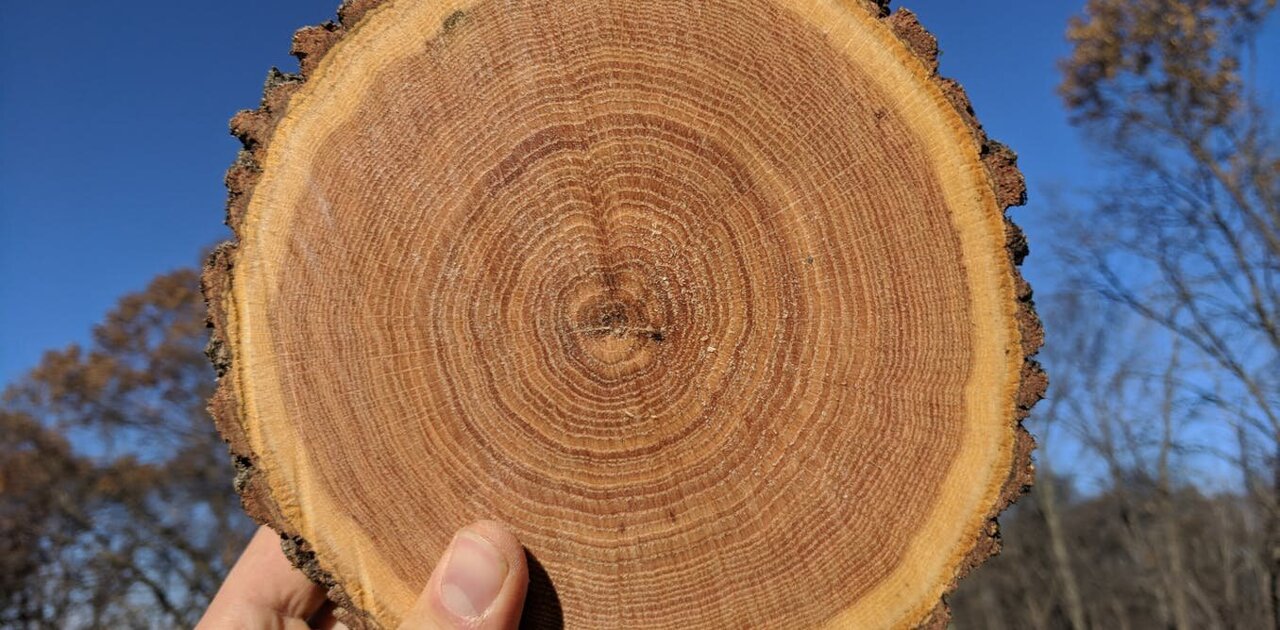 How using tree rings to look into the past can teach us about the