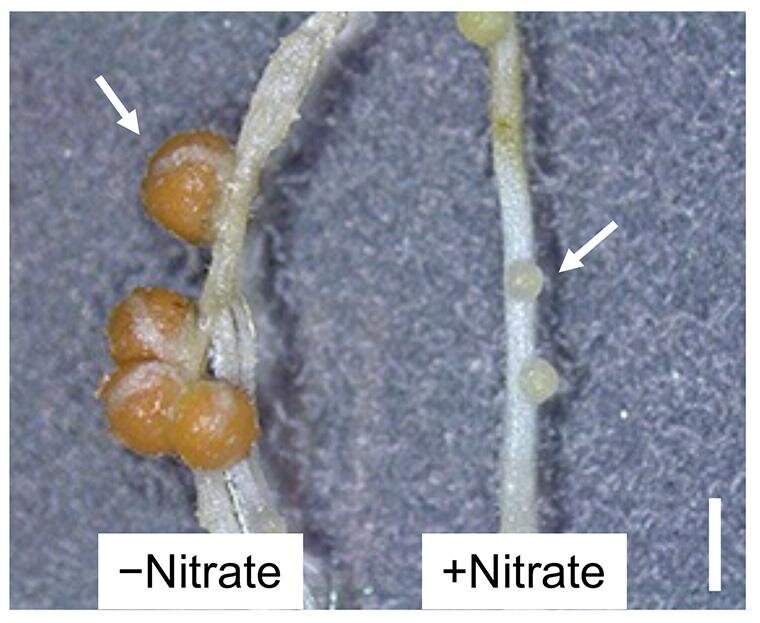 photo of How nitrate regulates gene expression in legumes image