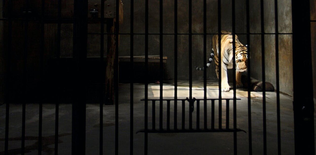 How 'tiger farms' have turned a wild animal into a species worth more dead  than alive