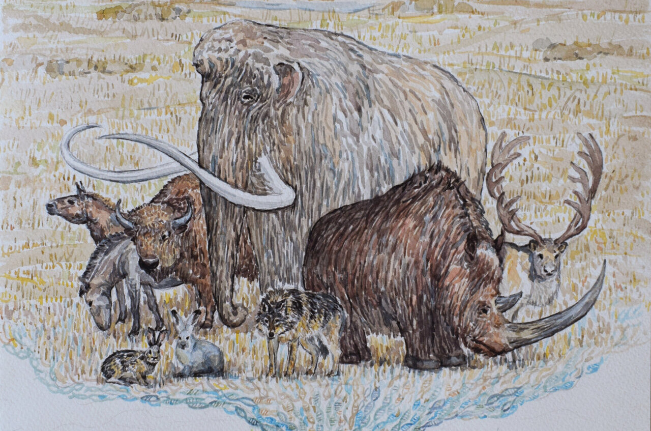 Где жили мамонты. Вымирание шерстистых Мамонтов. Сибирский шерстистый мамонт. Мамонты гиганты ледникового периода. Якутский шерстистый мамонт.