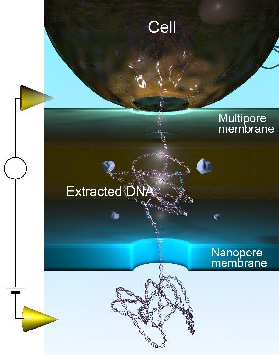 Photo of Initier l’extraction et la détection d’ADN à l’aide de nanopores