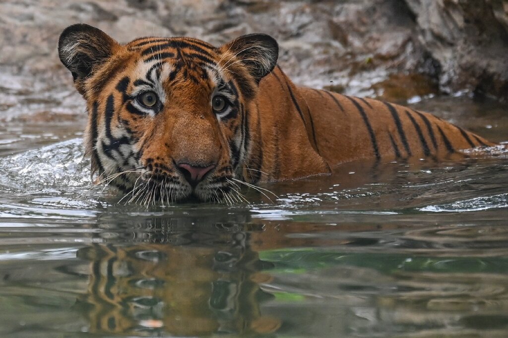 tiger attacks in india