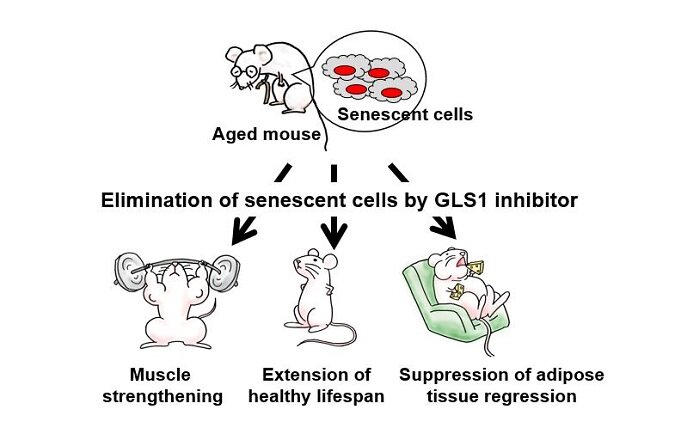 Inhibition of KGA-dependent glutaminolysis in mice found to eliminate stale cells