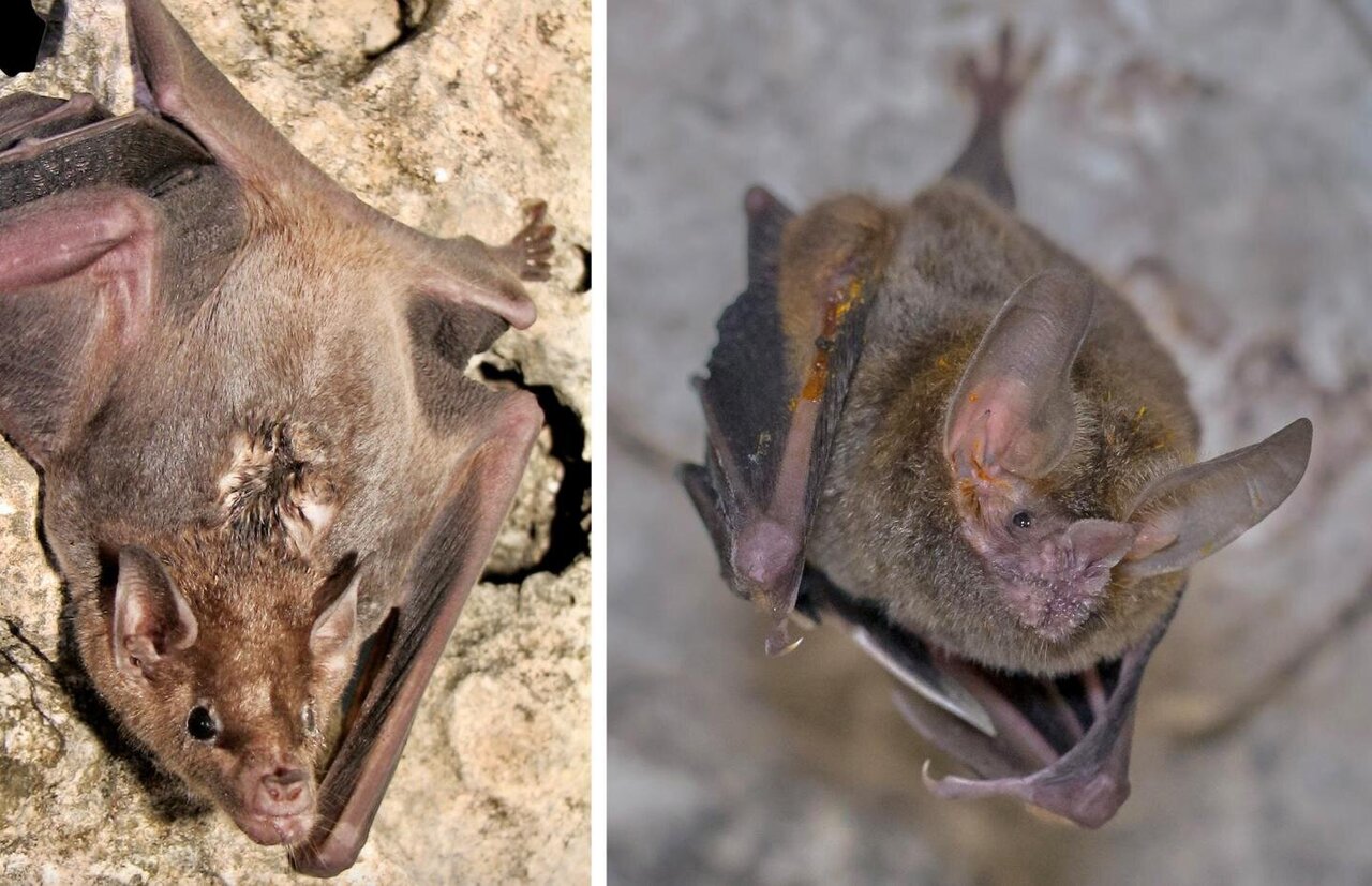 Bats nude photos