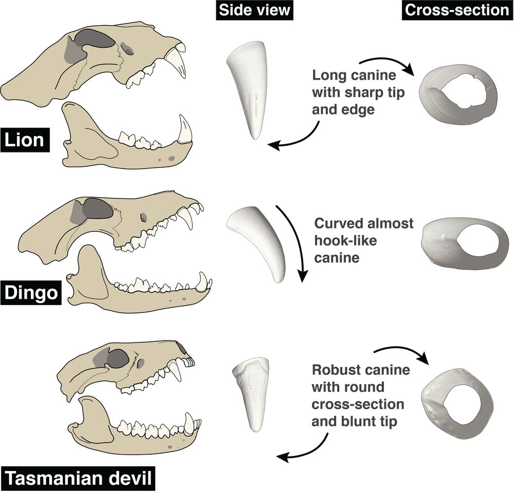 How the canine teeth of carnivorous mammals evolved to make them  super-killers