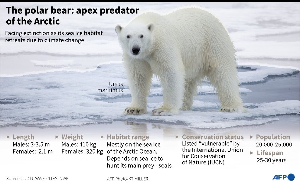 Watch: Rare footage shows the lives of polar bears through their