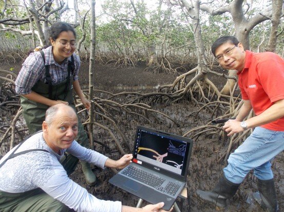 Lack of species depth threatens mangroves