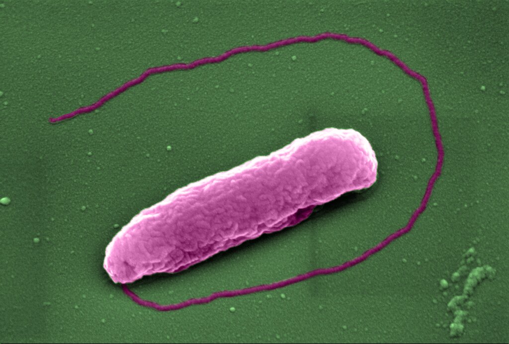 photo of 'Last resort' antibiotic pops bacteria like balloons image
