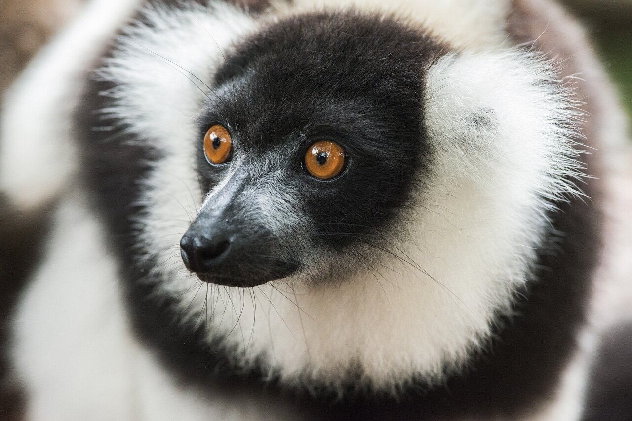 Lemur Top 10
