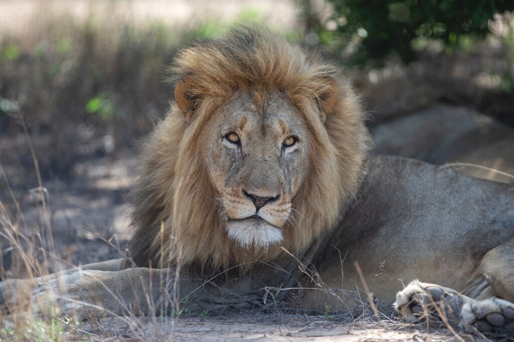 South Africa snips lions to manage species in small reserves