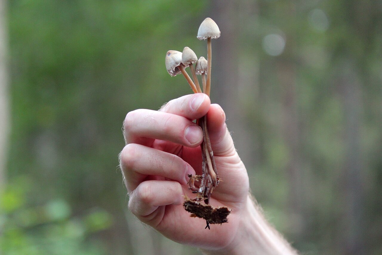 Magic mushroom' drug edges toward mainstream therapy