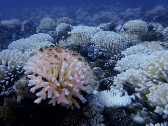 Marine heatwaves can decimate the oldest and youngest coral, raising concerns ab..