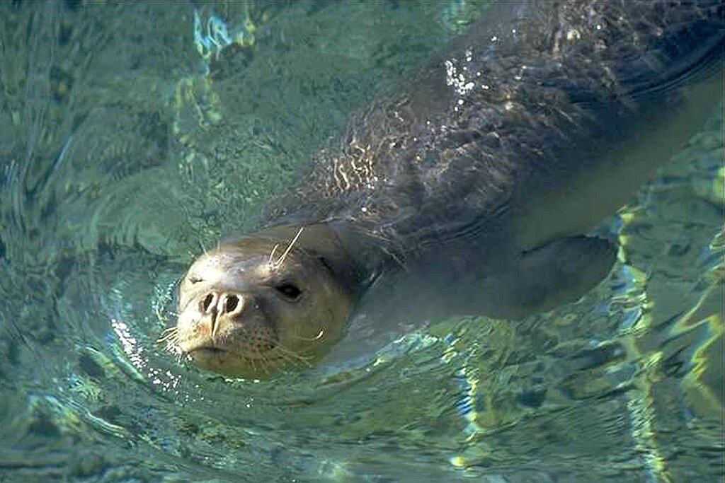 Uproar in Greece as mascot seal killed in protected area