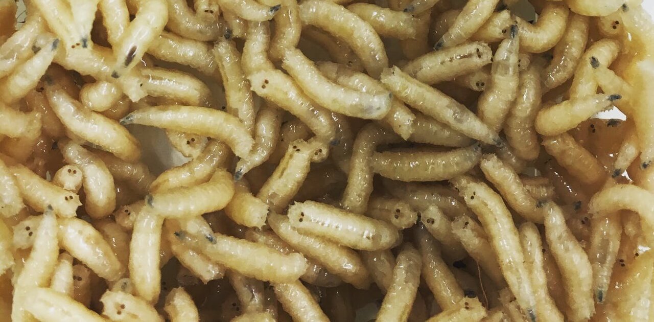 Eco-friendly Maggots- FREE BAIT- Natural Food (with Pictures) -  Instructables