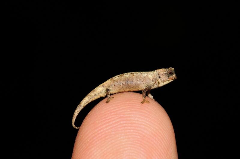 Meet the nano-chameleon, a new contender for the title of world's smallest  reptile