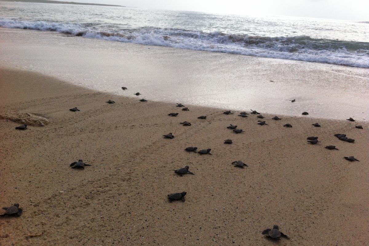 Mitigating The Impact Of Climate Change On Sea Turtle Hatchling Sex Ratios Does Not Have To Cost