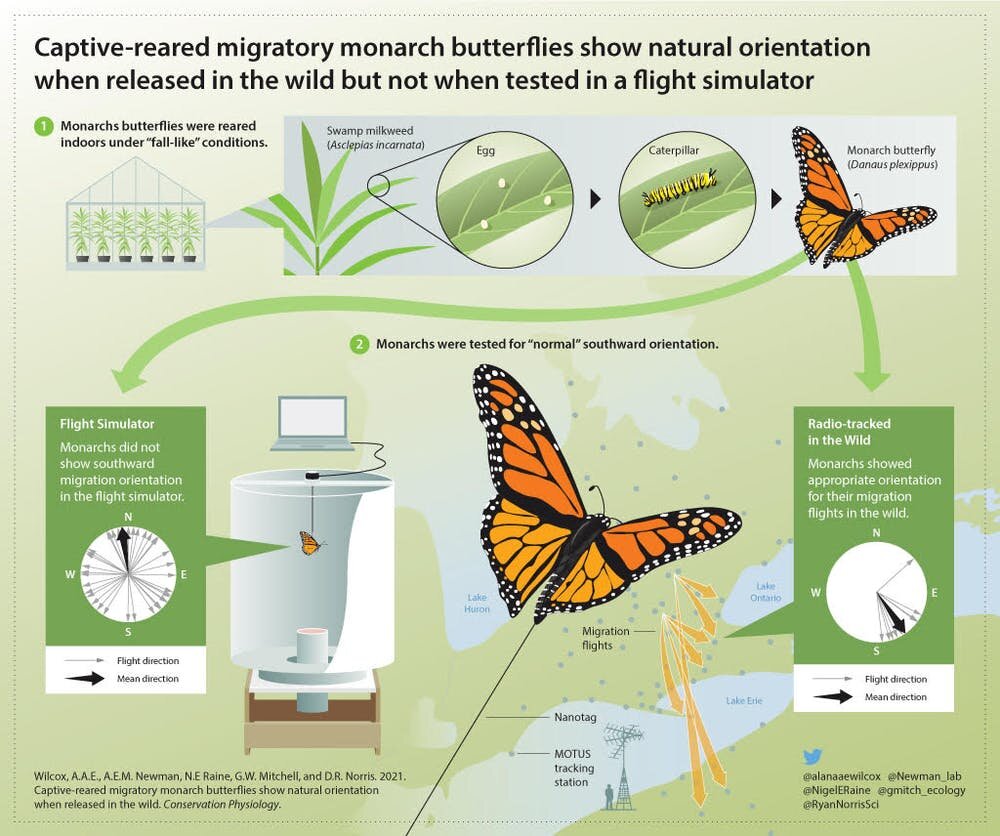 The Monarch Butterfly Genome Yields Insights into Long-Distance Migration -  ScienceDirect