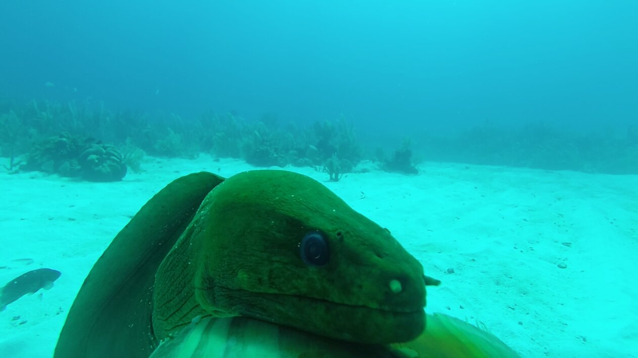Great Barrier Reef Eels