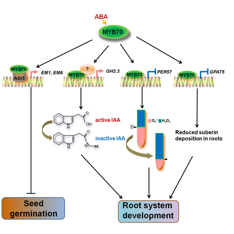 MYB70 transcription factor modulates Arabidopsis seed germination and ...