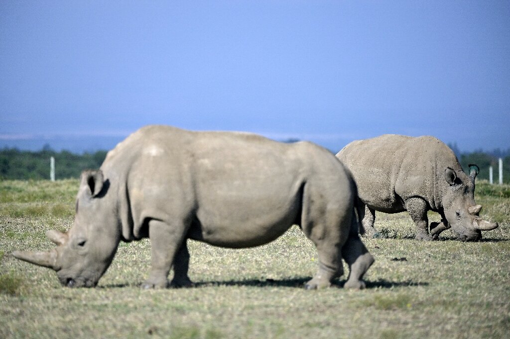 Northern white rhino retired from world-first breeding project