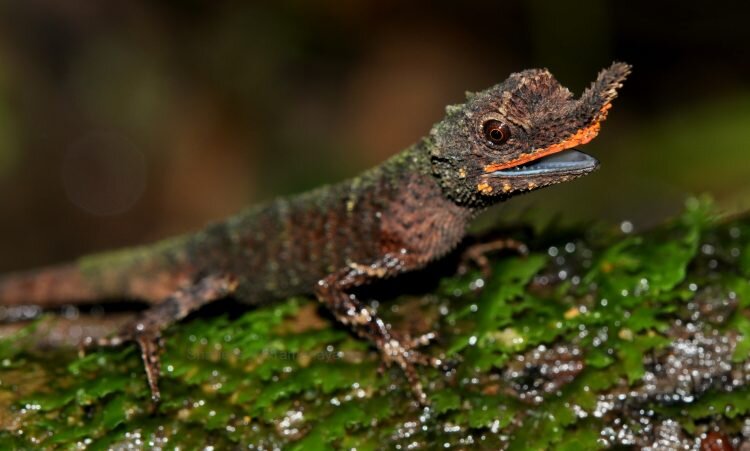 photo of New DNA study provides critical information on conserving rainforest lizards image