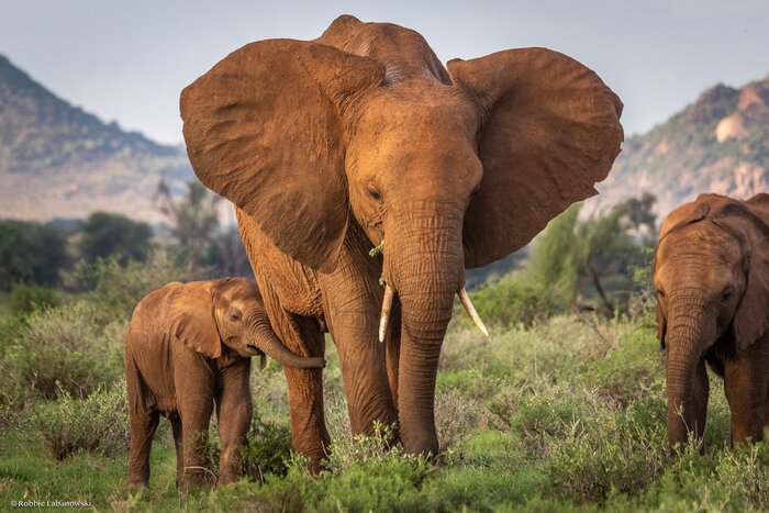 Studying longer-term effects on elephants from poaching