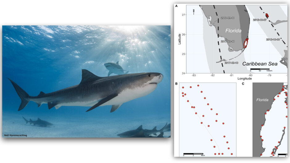 photo of New study tracks large sharks during hurricanes image