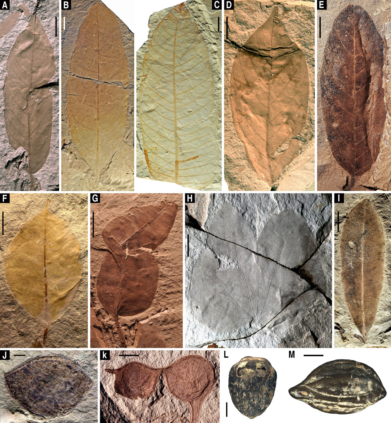 Newly Miocene sheds light on rainforest evolution