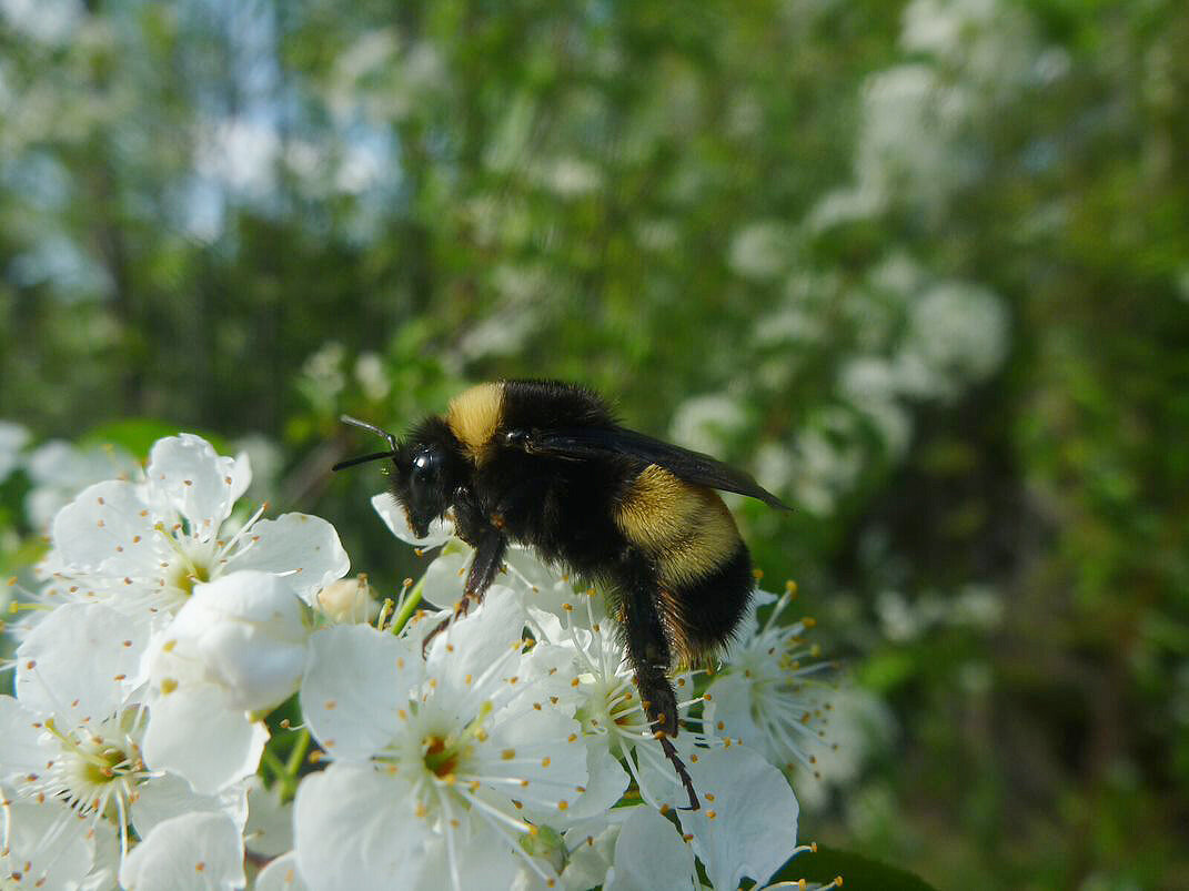 Next-generation sequencing uncovers what's stressing bumblebees