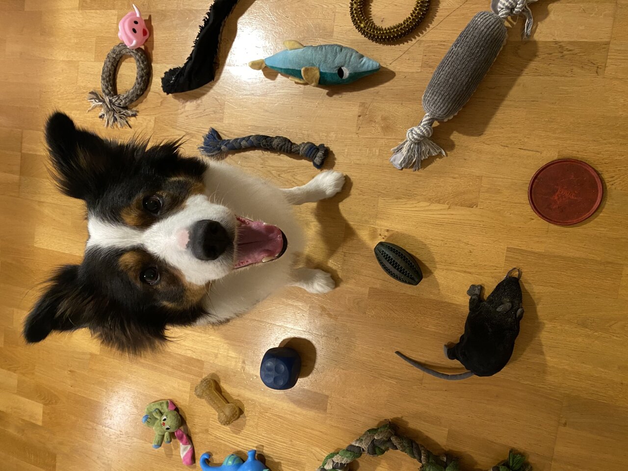 Teaching dogs to recognize the names of toys