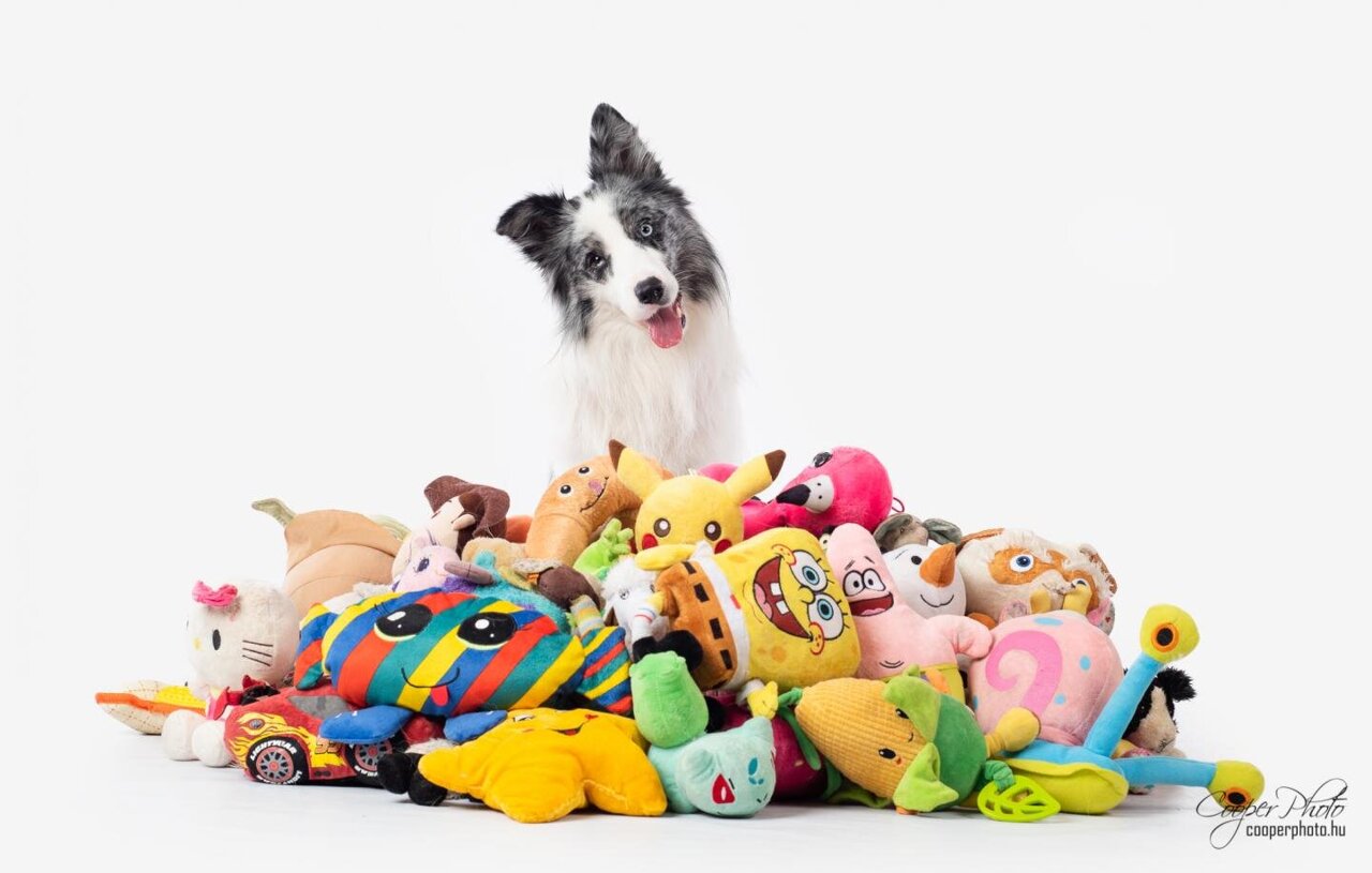 Dog Toys Are Not Just Toys