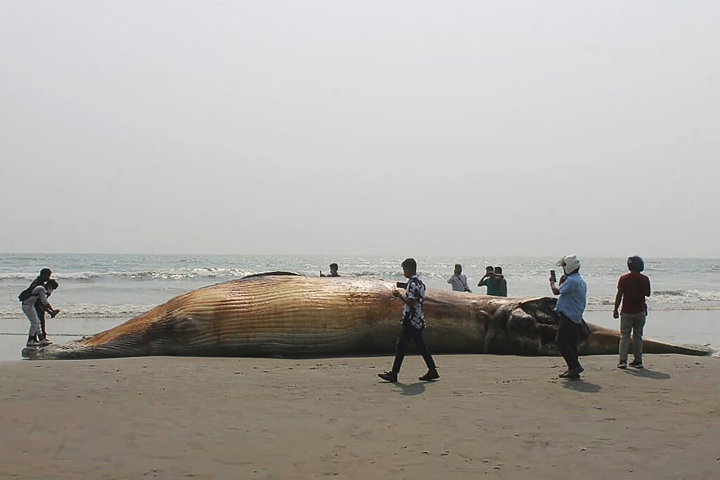 photo of Two dead whales wash up on Bangladesh beach image