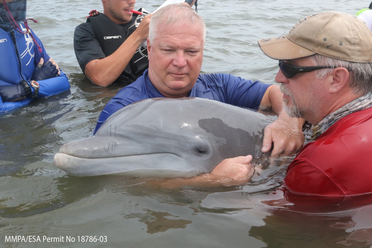 Study links fetal and newborn dolphin deaths to Deepwater Horizon oil spill