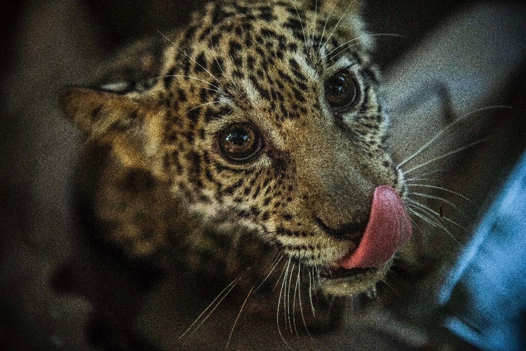 Nicaragua operation rescues two endangered jaguar cubs