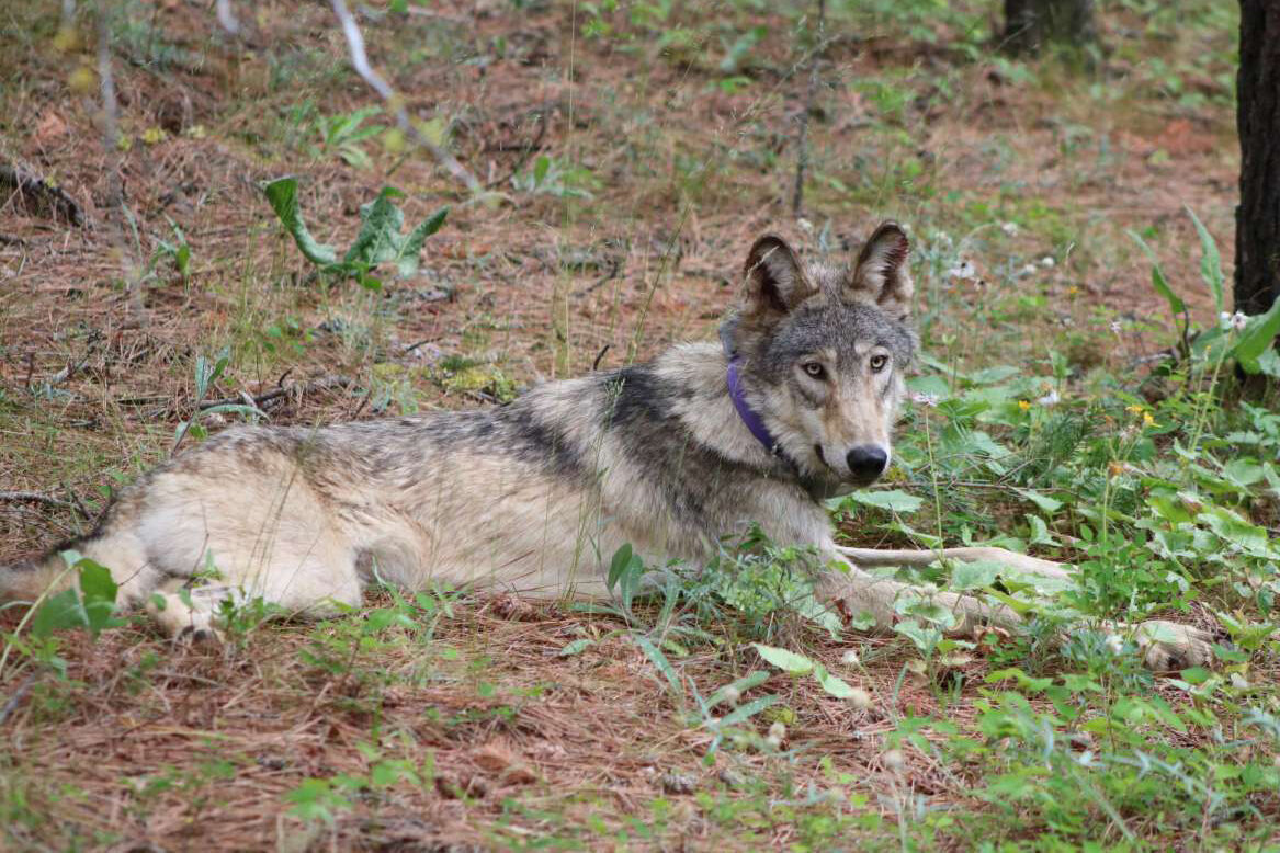 photo of Oregon-born gray wolf dies after 'epic' California trek image