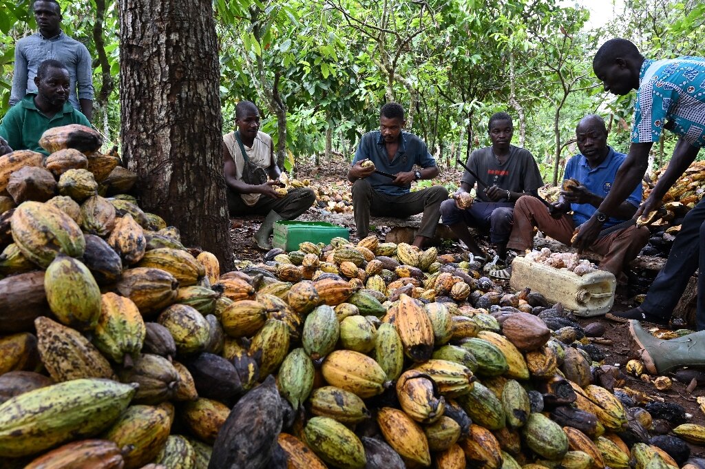 Boom Times For Organic Cocoa In Ivory Coast 1782