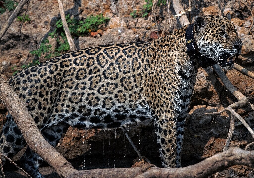 Amazon deforestation threatens jaguars, giant eagles