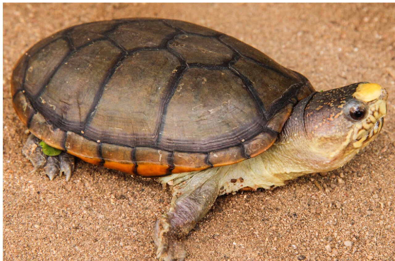 More than 50 percent of all turtle species are threatened: New atlas of the  turtles of the world published