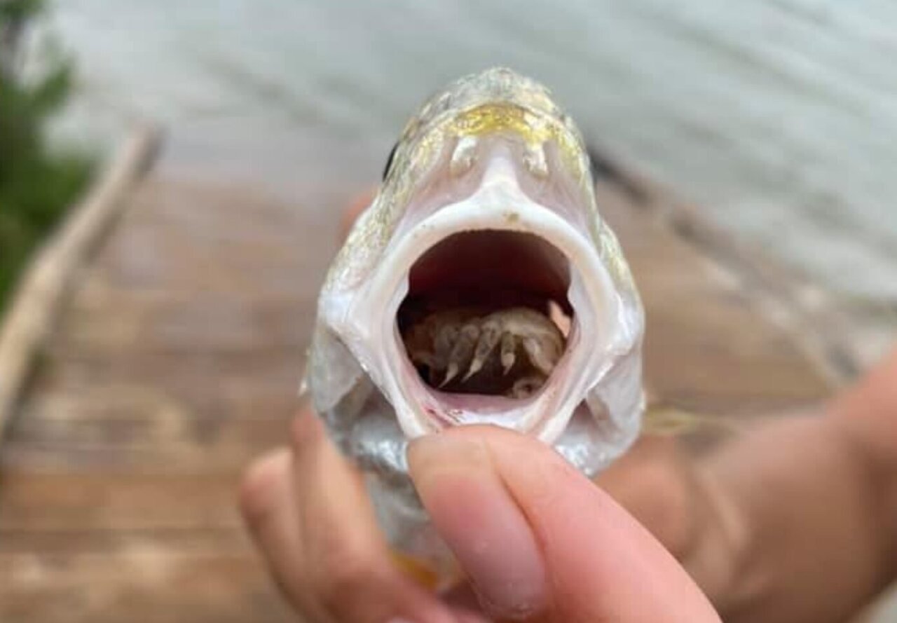 Вши у рыб на языке