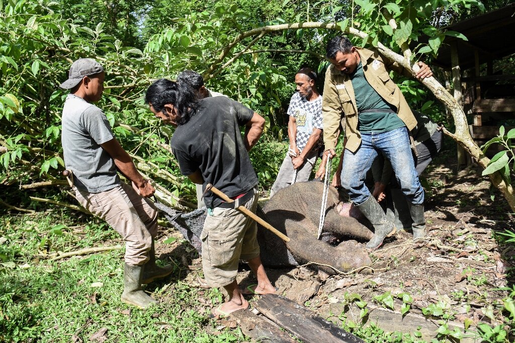 Sumatran baby elephant dies after trunk snared in poacher trap